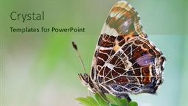  Presentation with butterfly - Amazing slide set having butterfly-on-green-grass-background backdrop and a seafoam green colored foreground