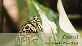  Presentation with butterfly - Presentation theme having butterfly-on-leaf-close-up background and a mint green colored foreground