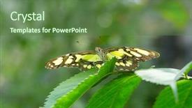  Presentation with leave - Theme featuring butterfly on leave nature background background and a  colored foreground