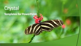  Presentation with leave - Amazing theme having butterfly on leave nature background backdrop and a  colored foreground