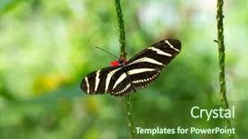  Presentation with leave - Presentation with butterfly on leave nature background background and a  colored foreground