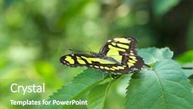  Presentation with leave - Colorful presentation theme enhanced with butterfly on leave nature background backdrop and a  colored foreground