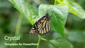  Presentation with leave - PPT layouts consisting of butterfly on leave nature background background and a  colored foreground