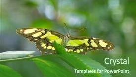  Presentation with leave - Beautiful slide deck featuring butterfly on leave nature background backdrop and a  colored foreground
