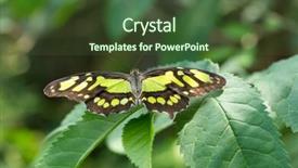  Presentation with leave - Audience pleasing presentation theme consisting of butterfly on leave nature background backdrop and a  colored foreground