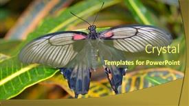  Presentation with mormon - Presentation consisting of butterfly-on-plant-great-mormon background and a tawny brown colored foreground