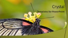  Presentation with mormon - Presentation having butterfly on plant great mormon background and a gold colored foreground