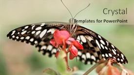  Presentation with butterfly - Amazing PPT theme having butterfly-on-red-flower-closeup backdrop and a  colored foreground
