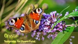  Presentation with butterfly - Slide deck featuring butterfly-on-the-blue-buddleja background and a tawny brown colored foreground