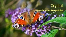  Presentation with butterfly - PPT theme consisting of butterfly-on-the-blue-buddleja background and a tawny brown colored foreground