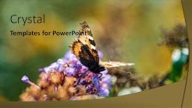 Presentation with butterfly - Amazing slide deck having butterfly-on-the-blue-buddleja backdrop and a gold colored foreground