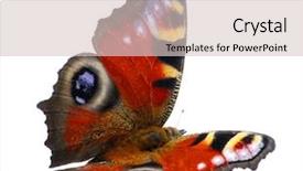  Presentation with butterfly - Cool new PPT theme with butterfly on the white backdrop and a lemonade colored foreground