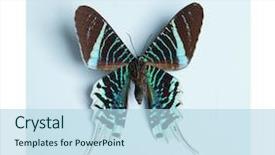  Presentation with butterfly transformation - Audience pleasing PPT theme consisting of butterfly on white background urania backdrop and a light blue colored foreground