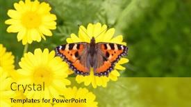  Presentation with insect - Presentation theme featuring butterfly-on-yellow-daisies-insect background and a yellow colored foreground