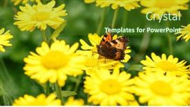  Presentation with insect - Presentation design consisting of butterfly-on-yellow-daisies-insect background and a tawny brown colored foreground