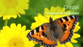  Presentation with insect - Slides having butterfly-on-yellow-daisies-insect background and a tawny brown colored foreground