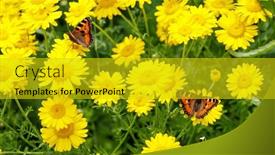  Presentation with insect - Presentation enhanced with butterfly-on-yellow-daisies-insect background and a gold colored foreground