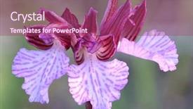  Presentation with orchid - PPT layouts featuring butterfly orchid anacamptis papilionacea mediterranean background and a  colored foreground