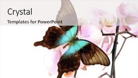  Presentation with butterfly - Slides with butterfly papilio peranthus isolated background and a white colored foreground