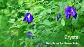  Presentation with butterfly - Presentation enhanced with butterfly pea flower background and a forest green colored foreground