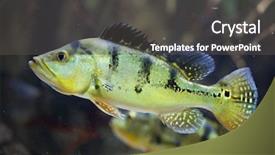  Presentation with peacock - Presentation with butterfly peacock bass cichla ocellaris background and a dark gray colored foreground