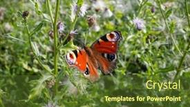  Presentation with thistle - PPT theme consisting of butterfly-peacock-butterfly-collecting-nectar background and a tawny brown colored foreground