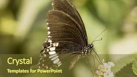  Presentation with blur - Presentation theme enhanced with butterfly perched on a flower background and a  colored foreground