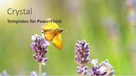  Presentation with decay - PPT layouts with butterfly-pollinates-the-lavender-flowers background and a  colored foreground