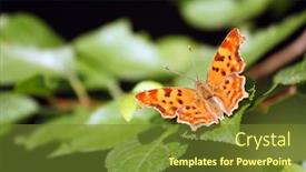  Presentation with album - Amazing theme having butterfly-polygonia-c-album-species backdrop and a tawny brown colored foreground