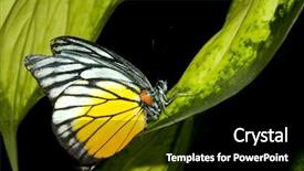  Presentation with butterfly - Cool new slide set with butterfly resting on a leaf backdrop and a black colored foreground