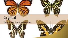  Presentation with butterfly - Slide deck consisting of butterfly science - butterflies isolated on a white background and a gold colored foreground