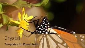  Presentation with seeking - Amazing PPT theme having butterfly seeking pollen on flower backdrop and a tawny brown colored foreground