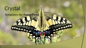  Presentation with eastern - Presentation theme consisting of butterfly self - eastern tiger swallowtail background and a  colored foreground