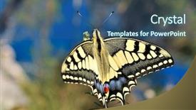  Presentation with tiger in a jungle - Presentation with butterfly self - eastern tiger swallowtail background and a  colored foreground