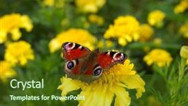  Presentation with butterfly - Beautiful slide set featuring butterfly sits on a flower backdrop and a tawny brown colored foreground