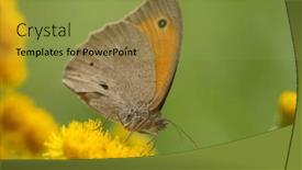  Presentation with butterfly - Presentation theme consisting of butterfly-sitting-on-a-flower background and a gold colored foreground