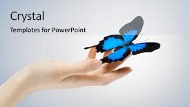  Presentation with butterfly - PPT theme enhanced with butterfly sitting on a palm background and a lemonade colored foreground