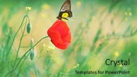  Presentation with calming nature - PPT layouts consisting of butterfly sitting on poppy flower background and a seafoam green colored foreground