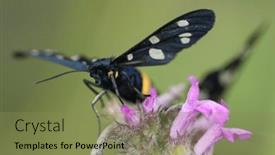  Presentation with butterfly - Presentation theme consisting of butterfly-syntomis-phegea-or-amata background and a violet colored foreground