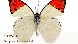  Presentation with orange and grey - Audience pleasing presentation theme consisting of butterfly transform - great orange tip hebomoia glaucippe backdrop and a soft green colored foreground