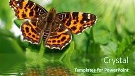  Presentation with tribe - Presentation with butterfly-tribe-araschnia-levana background and a forest green colored foreground