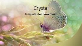  Presentation with sunshine - Presentation theme having butterfly under the sunshine background and a soft green colored foreground
