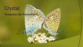  Presentation with butterfly - Theme consisting of butterfly background and a  colored foreground