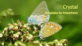  Presentation with butterfly - Colorful slides enhanced with butterfly backdrop and a  colored foreground