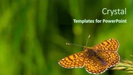  Presentation with butterfly - Presentation theme enhanced with insect biodiversity - butterfly background and a tawny brown colored foreground