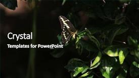  Presentation with butterfly - Theme consisting of butterfly background and a black colored foreground