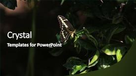  Presentation with butterfly - Amazing theme having butterfly backdrop and a black colored foreground