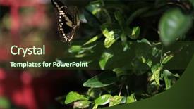  Presentation with butterfly - PPT layouts consisting of butterfly background and a tawny brown colored foreground