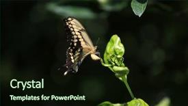  Presentation with butterfly transformation - Colorful PPT theme enhanced with butterfly backdrop and a wine colored foreground