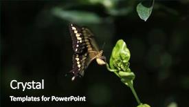  Presentation with butterfly - Presentation having butterfly background and a black colored foreground